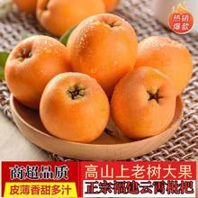 雪束 福建当季枇杷 大果 3斤 单果40-50g