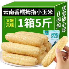 云南 西双版纳 拇指小玉米 净重10斤