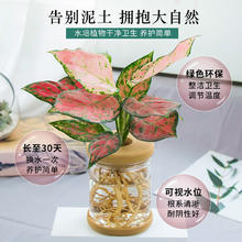 梵花拾光 水培植物盆栽 绿萝栀子花