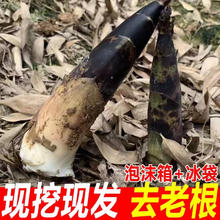 松林美果 Z现挖四川春笋 净重5斤装+冰袋包装