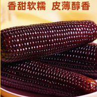 北京农林科学院，农科玉 玉膳房 鲜食紫糯玉米 1.56kg/260g*6棒