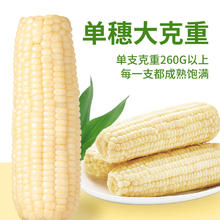 NONGKEYU 农科玉 白甜糯玉米真空包装 260g大克重 * 8根