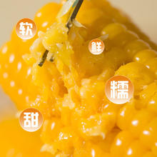京百味 东北黄糯玉米 8根*200g 糯玉米棒 黄粘玉米 加热即食 源头直发