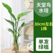 爱你一万年 天堂鸟盆栽花卉 天堂鸟高30-40cm