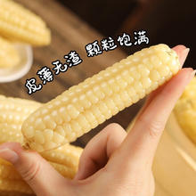 谷园绘 A级白拇指香糯小玉米！！！孕妇儿童代餐非转基因健康食品4斤