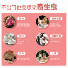 FRONTLINE 福来恩 猫福来恩滴剂猫体外驱虫药去跳蚤除虱子蜱虫福莱恩猫咪用打虫药品