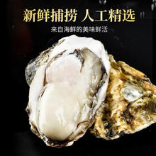 秒杀1000单！乳山生蚝 XXXXL 大号 5.5斤 单个3-4两 （带官方溯源防伪标识、死蚝包）