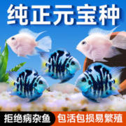 88VIP会员：yee 意牌 迷你鹦鹉鱼苗观赏鱼耐活小型热带鱼淡水鹦鹉鱼宝蓝白金可繁殖种鱼