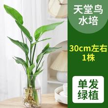 爱你一万年 天堂鸟盆栽花卉 天堂鸟高30-40cm