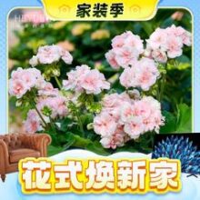 3.8焕新、家装季：海蒂的花园 天竺葵花卉盆栽苗阳台庭院多季开花耐阴植物