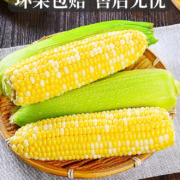 京东百亿补贴:土地母亲计划 云南金银水果玉米 5斤 单果300g起