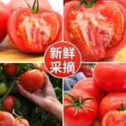 番茄 普罗旺斯西红柿5斤单果100g起顺丰包邮自然熟沙瓤番茄现摘现发
