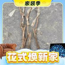 家装季：蓝宝石葡萄树果苗 南北方种植盆地栽 两年小苗