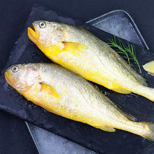 鸿顺 鲜冻黄花鱼4斤4条 宁德大黄鱼 生鲜鱼类 源头直发88.8元