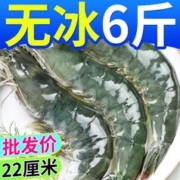 XYXT 虾有虾途 气冻虾无冰青岛特大虾新鲜液氮冷冻一整箱国产海鲜批发