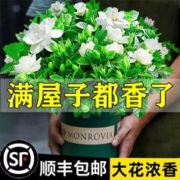欧根庭 栀子花带花苞（原盆土）+营养液【促销特惠款】
