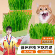 萌小贝 黄绿猫草盒+5包种子 无土水培猫草小麦种子盆栽去毛球猫咪零食 黄绿猫草盒+贈5包猫草种子