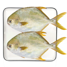 翔泰 冷冻海南金鲳鱼900g 2条装 ASC 鱼类生鲜 火锅食材 海鲜水产