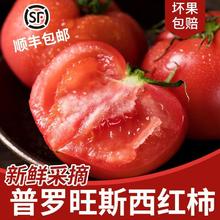 普罗旺斯西红柿5斤单果100g起顺丰包邮自然熟沙瓤番茄现摘现发