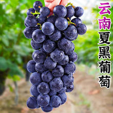 宜品道 云南夏黑无籽葡萄 顺丰 5斤3-4串