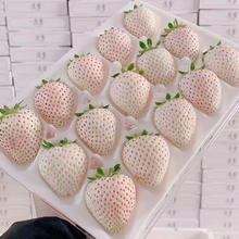 谷园绘 春季热卖！！淡雪白草莓鲜特大果22粒1斤礼盒装顺丰空运！！
