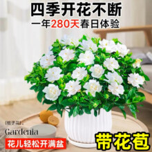 欧根庭 栀子花带花苞（原盆土）+营养液