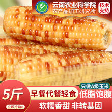 滇购西双版纳香糯小玉米 糯玉米即食早餐代餐轻食粗粮 5斤约18支