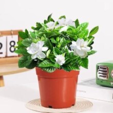 欧根庭 栀子花带花苞（原盆土）+营养液