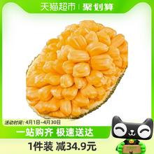 88VIP会员：果园密码 越南菠萝蜜8-9斤新鲜热带水果当季波罗干苞整个水果