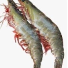 北海湾 虾 青岛大虾  16-18cm【超大虾 30/40规格】 气冻【净重3斤】