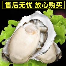 秒杀1000单！乳山生蚝 鲜活牡蛎 2XL 5.5斤装（带官方溯源防伪标识、死蚝包赔）