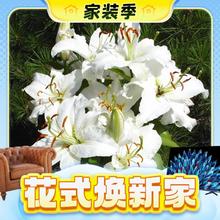 春焕新、家装季：海蒂的花园 球根植物 庭院东方百合西伯利亚14/16 3球装