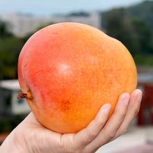 柠郡王 正宗 进口 澳芒 大芒果 净重9斤 特大果（单果500g+）