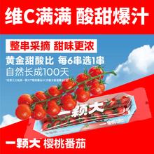88VIP会员：一颗大 串番茄樱桃小西红柿198g*4盒新鲜采摘