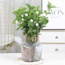 云寒 茉莉花6年苗5棵