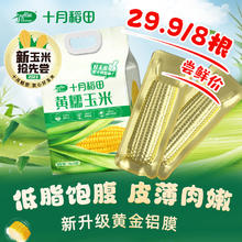 十月稻田 黄糯玉米1.76kg/220g*8根 甜糯玉米棒 轻食