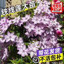 临雅 铁线莲大苗爬藤花卉盆栽乌托邦银币倒影攀援四季耐寒阳台庭院植物
