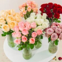 京东鲜花 玫瑰花20支 颜色随机