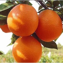 逮果重庆奉节脐橙 特级10斤礼盒装