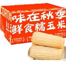 黄糯玉米新鲜
