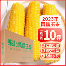 庭享 整箱发货东北黄糯玉米 东北黄糯玉米10棒