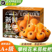 米易枇杷 2.5kg 装 单果30-40g