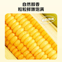北纬47° BEIWEI） 黄糯玉米200g*6穗 低脂玉米棒糯玉米 东北玉米