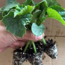 京东百亿补贴：临雅 水果黄瓜带土活苗 秧苗种子阳台庭院种植盆栽 水果黄瓜-3颗