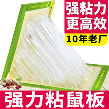 夕姿 超强力粘鼠板捉粘大老鼠贴10张