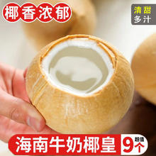 吉品猫 海南牛奶椰皇 9个装单果500g+