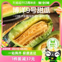 88VIP会员：喵满分 山东潍坊博洋9号甜瓜2颗装单果300g+整箱包邮