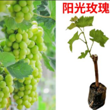京东百亿补贴：临雅 葡萄树苗 庭院阳台嫁接爬藤水果树苗当年结果 阳光玫瑰葡萄苗30-50cm