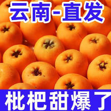 水果蔬菜 云南大五星枇杷 现摘 现发 云南 五星枇杷5斤（大果30-35g）