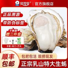 BEISILING 贝司令 乳山生蚝新鲜批发商用特大号净重4斤超大号加肥